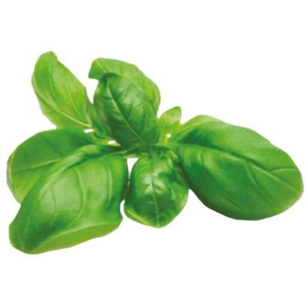 Basil Grow Kit on Sale - Image 3